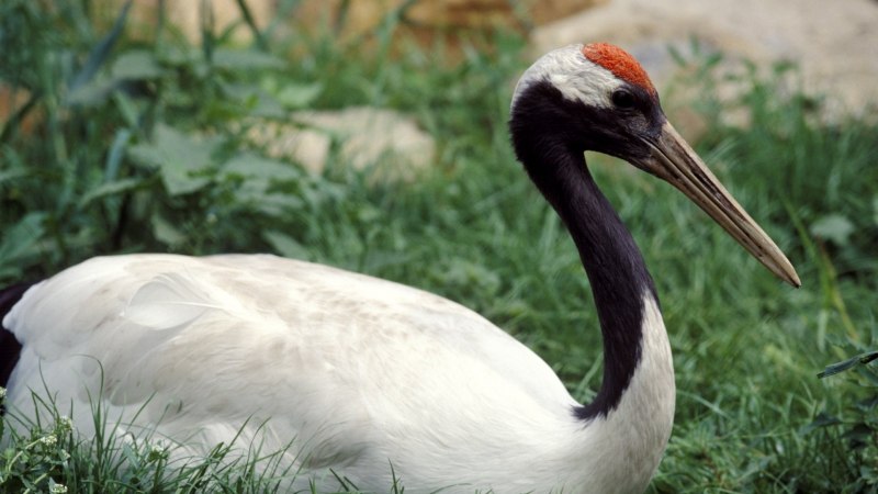 Стерх / leucogeranus leucogeranus