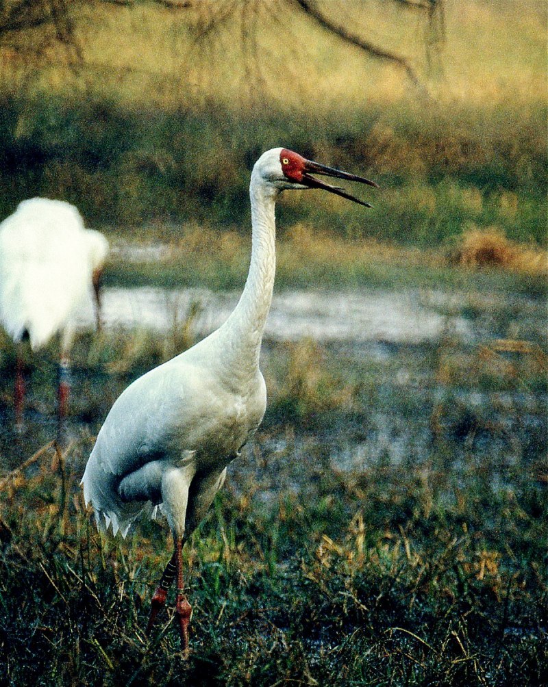 Grus leucogeranus Стерх
