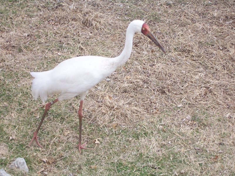 Японский (Уссурийский) журавль Grus japonensis