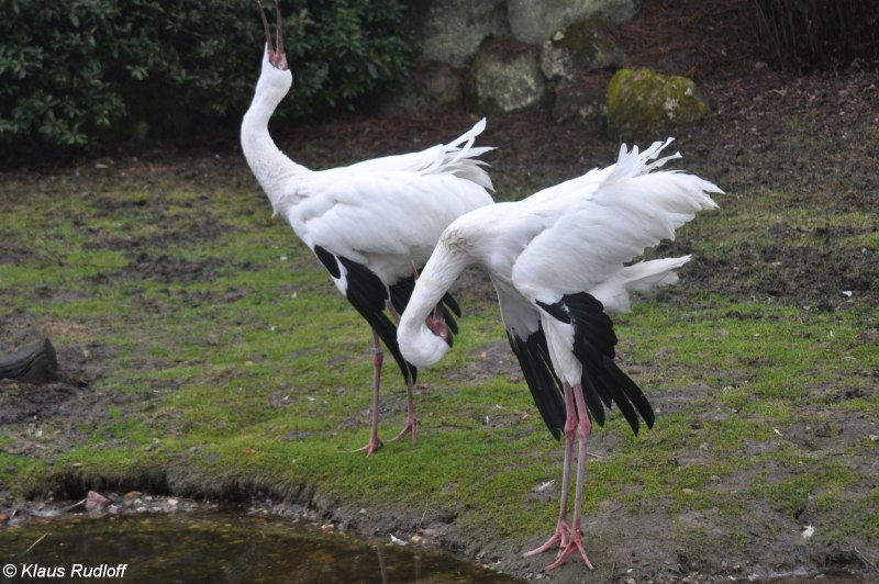 Grus leucogeranus