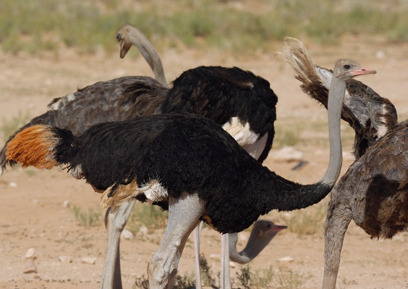 Struthio Camelus самец