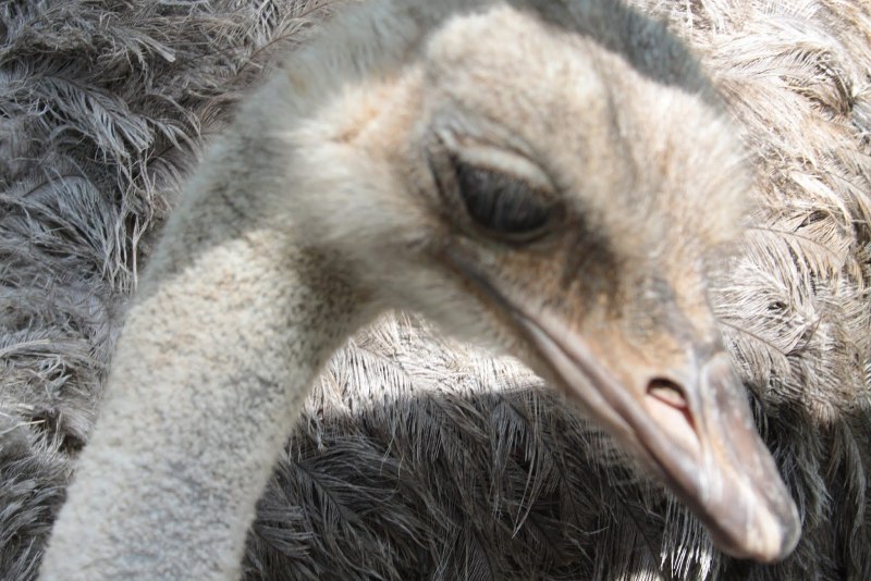 Struthio Camelus massaicus