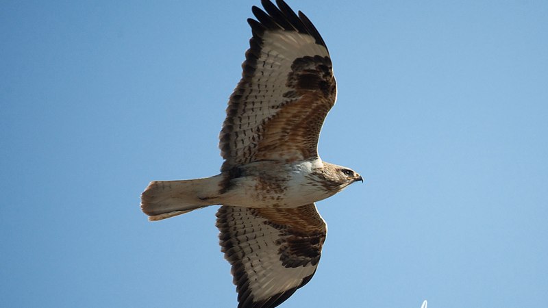 Мохноногий курганник (Buteo hemilasius