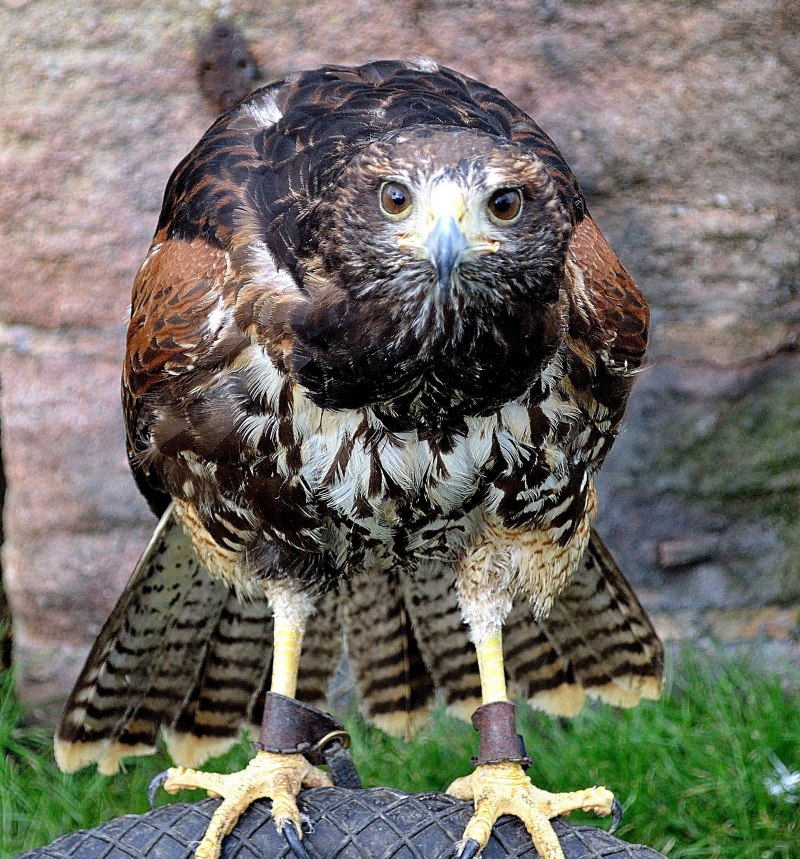 Тетеревятник (Accipiter gentilis)