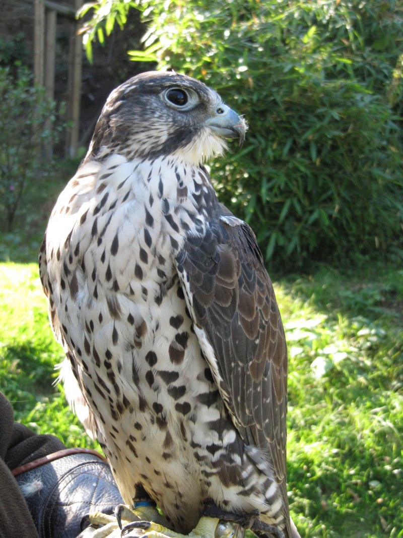 Ferruginous Hawk