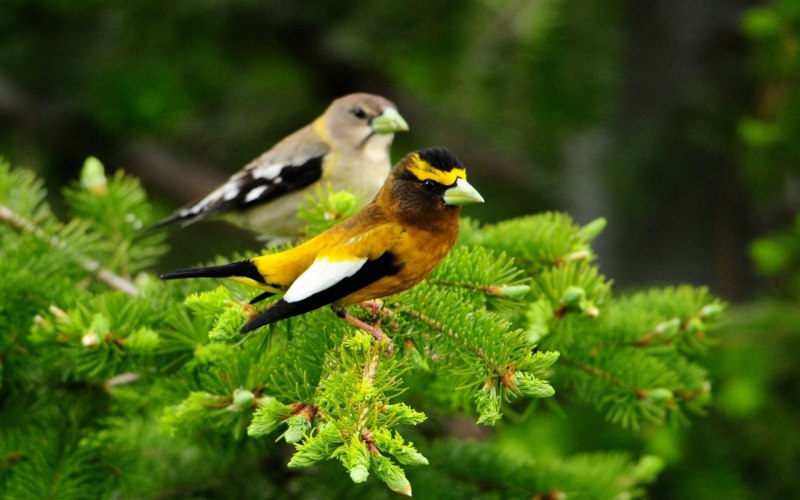 Turdus migratorius птица