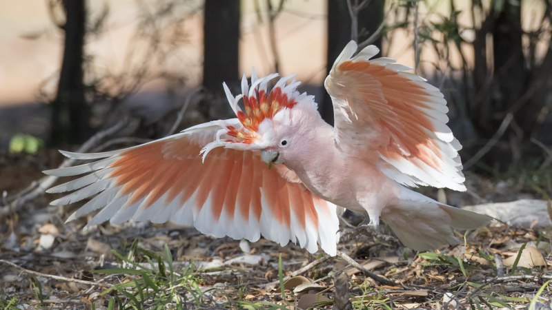 Rose breasted Cockatoo