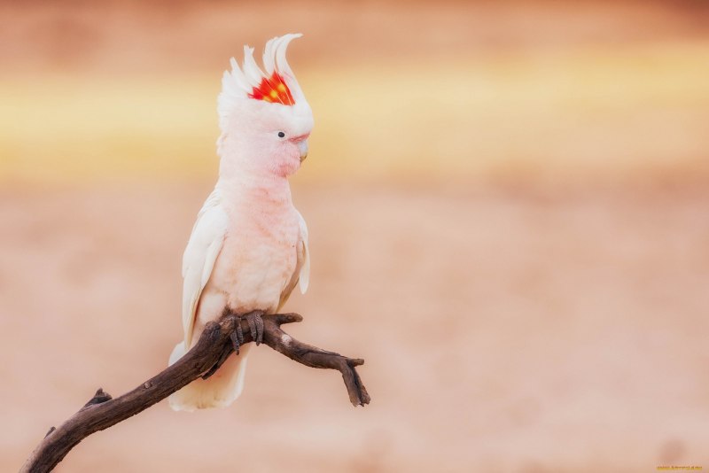 Rose breasted Cockatoo