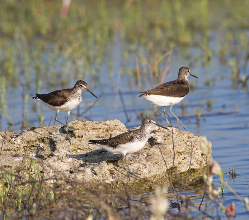 Черныш (Tringa ochropus)