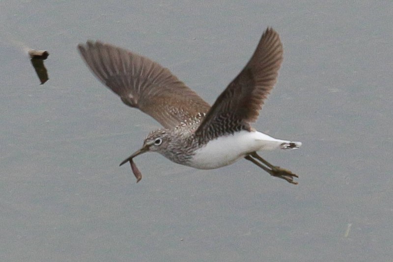 Tringa ochropus для раскраски