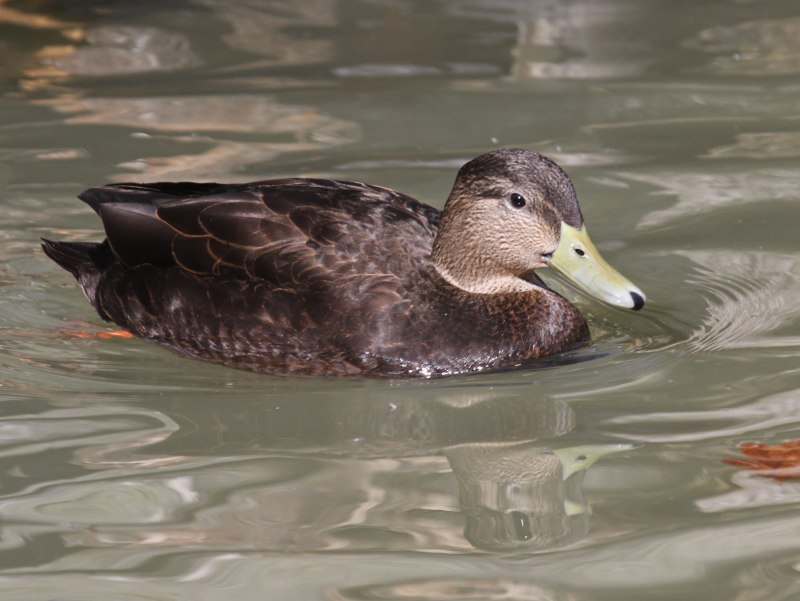 Кряква Anas platyrhynchos