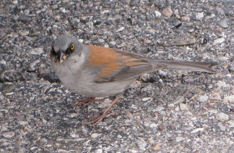 Juncos Birds
