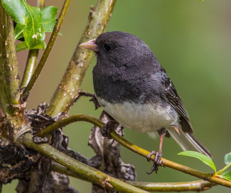 Junco hyemalis