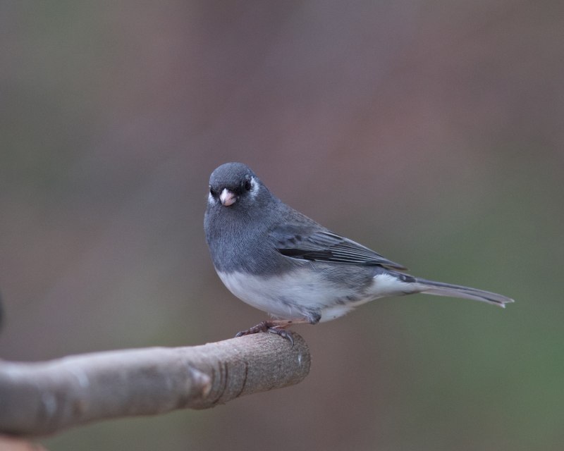 Junco hyemalis