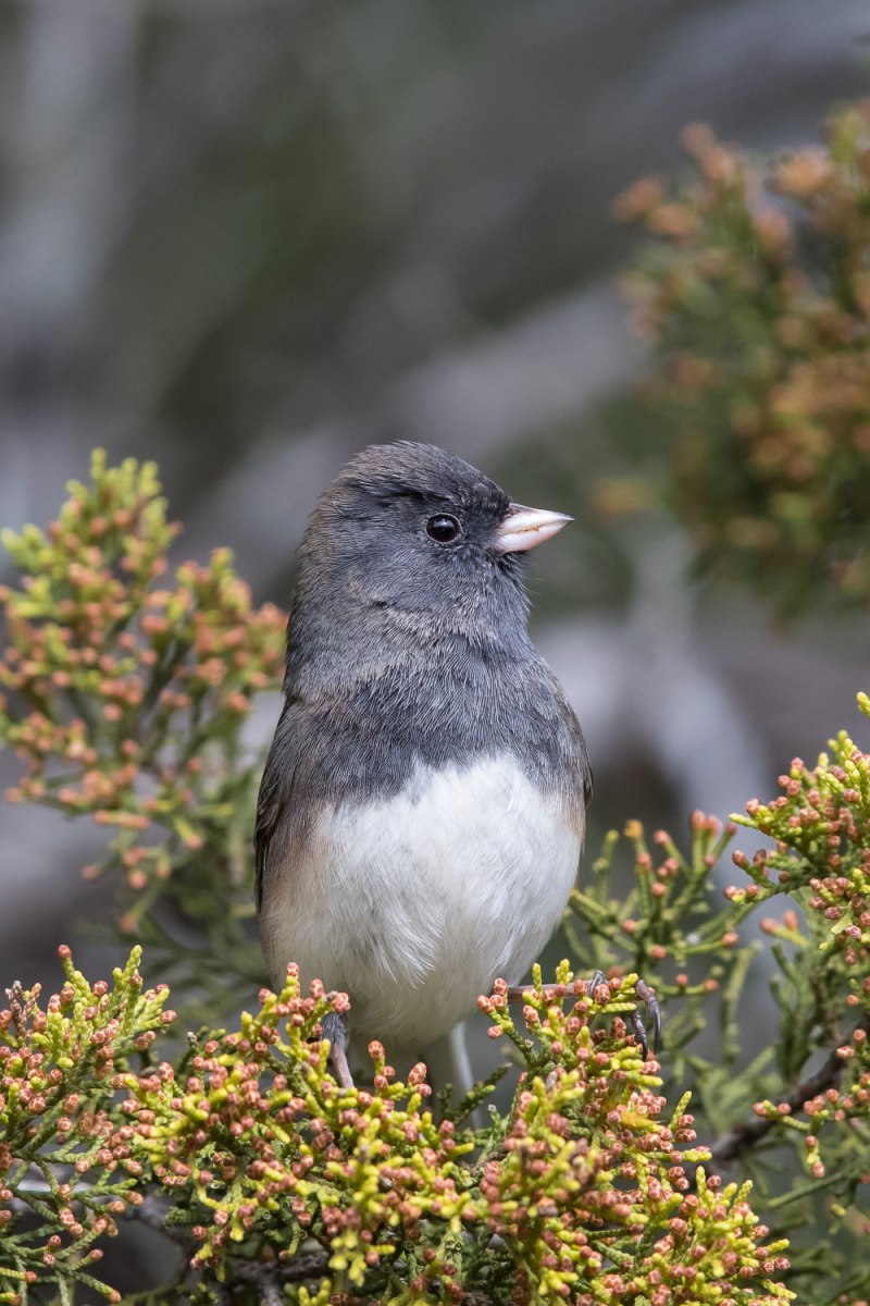 Juncos Birds