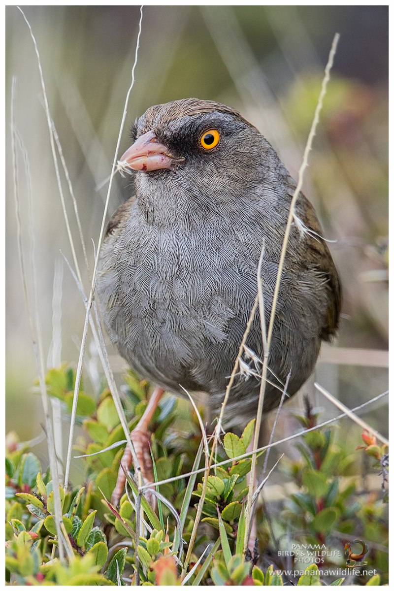 Junco hyemalis