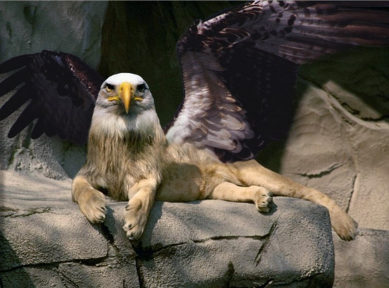 Хищные птицы / Birds of Prey / 2002