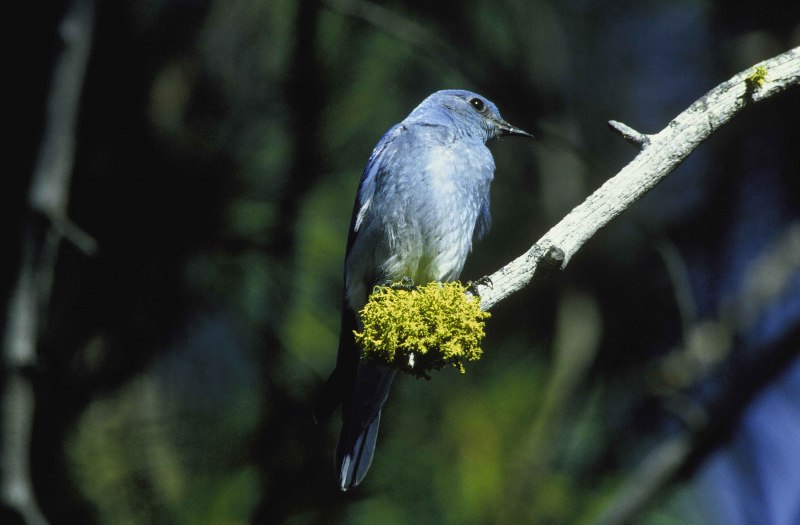 Grandala coelicolor