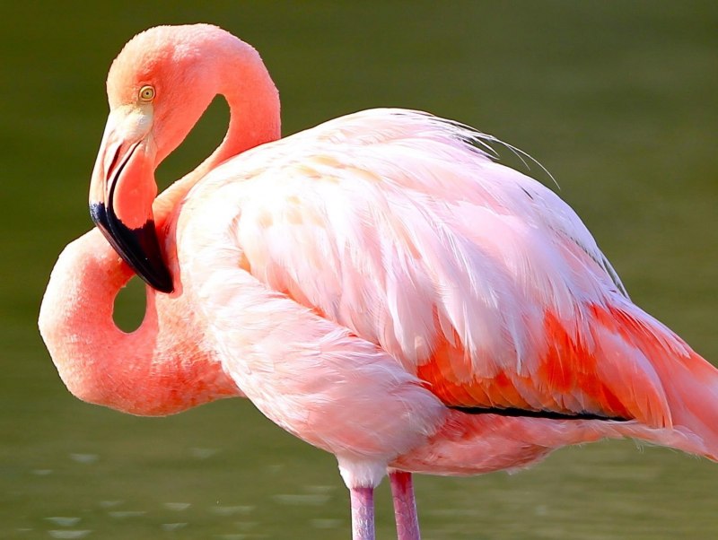 Обыкновенный Фламинго (розовый Фламинго) (Phoenicopterus roseus)