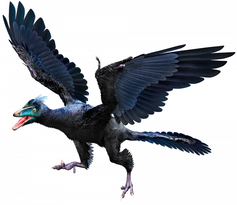 Archaeopteryx АРК