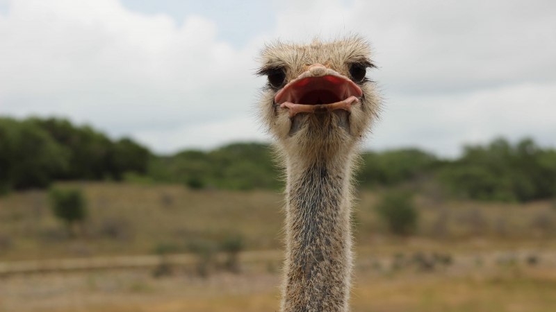 Ostrich tired