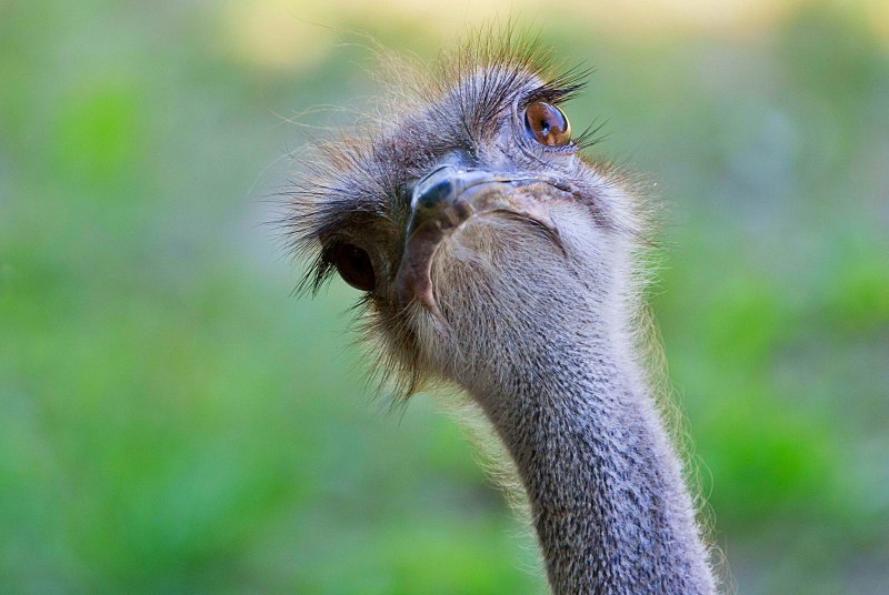 Struthio Camelus