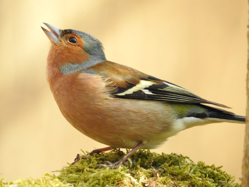 Зяблик обыкновенный ( fringilla COELEBS)