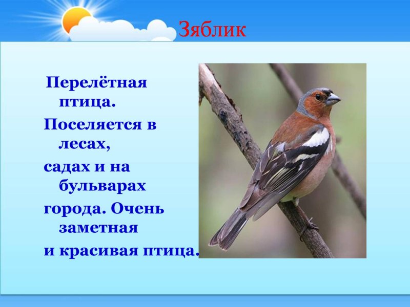 Розовый Зяблик