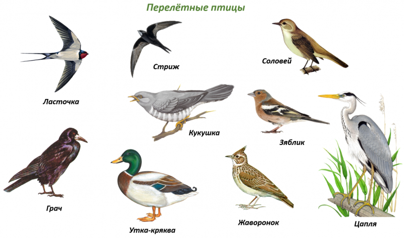 Синий Зяблик