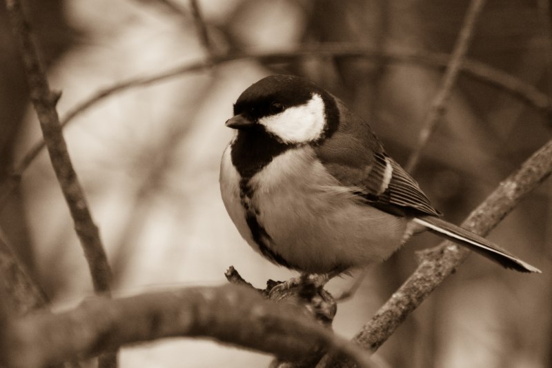 Hunter's Chickadee CHIRPS