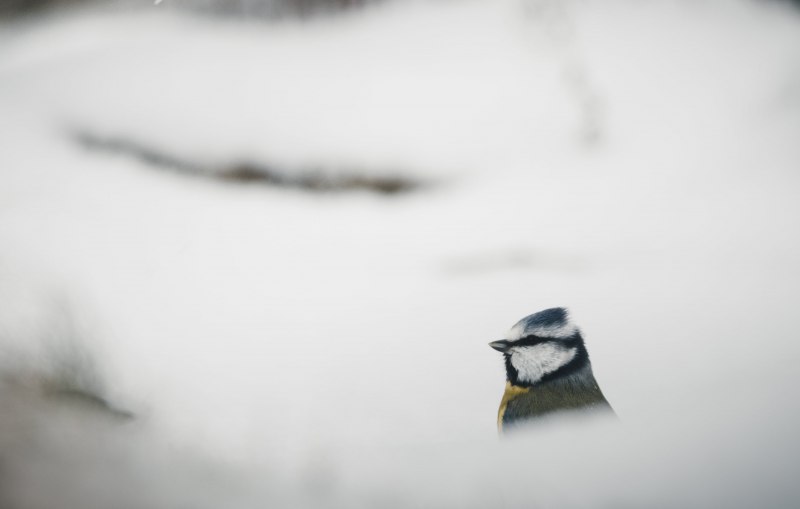 Синица серая (Parus cinereus)