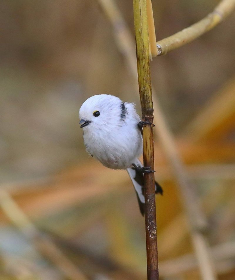 Cyanistes varius — Тиссовая синица