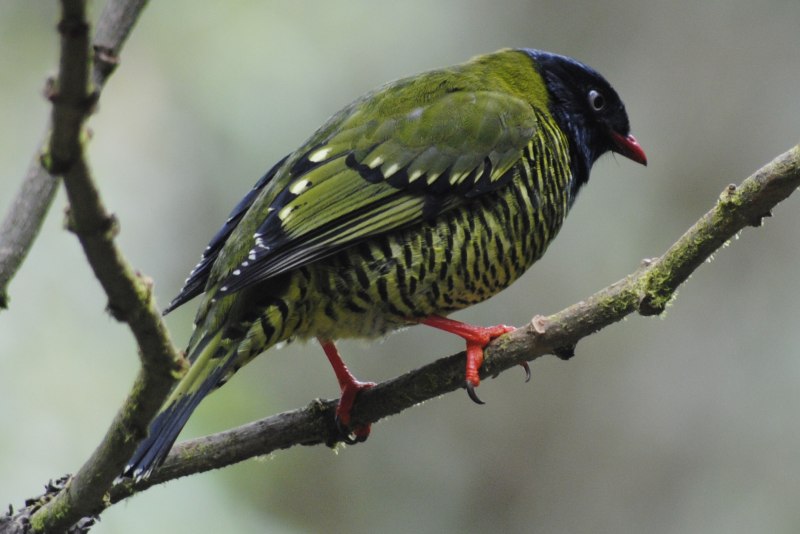 Чибис Vanellus Vanellus