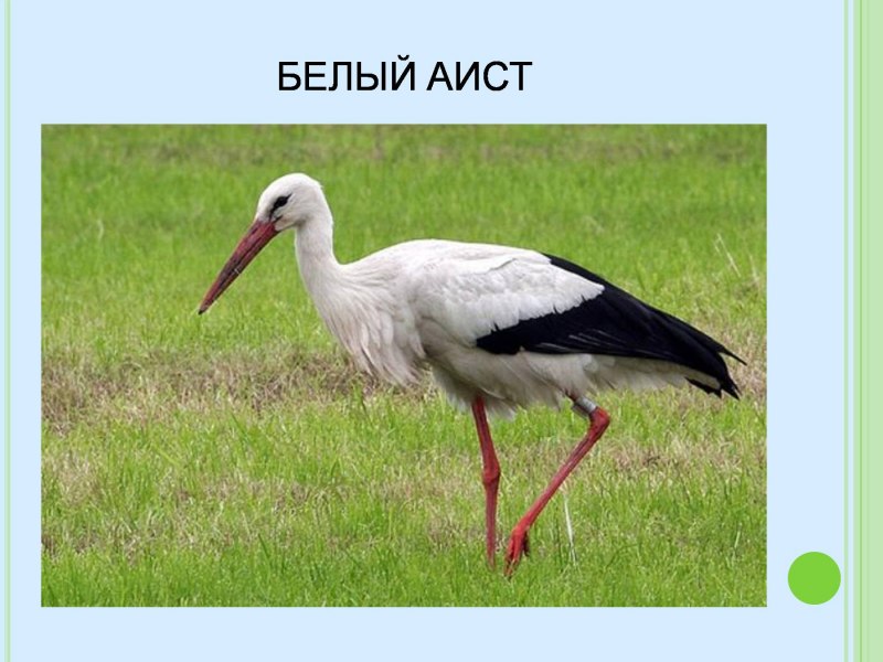 Белый Аист Перелетная птица