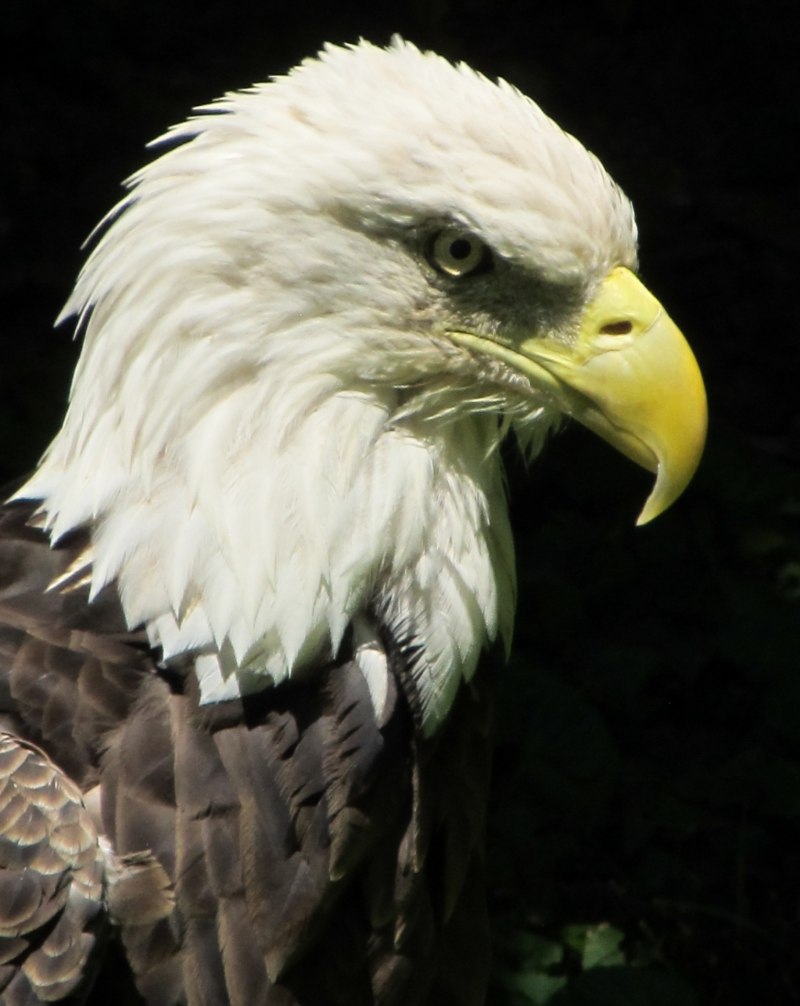 Американский лысый Орел
