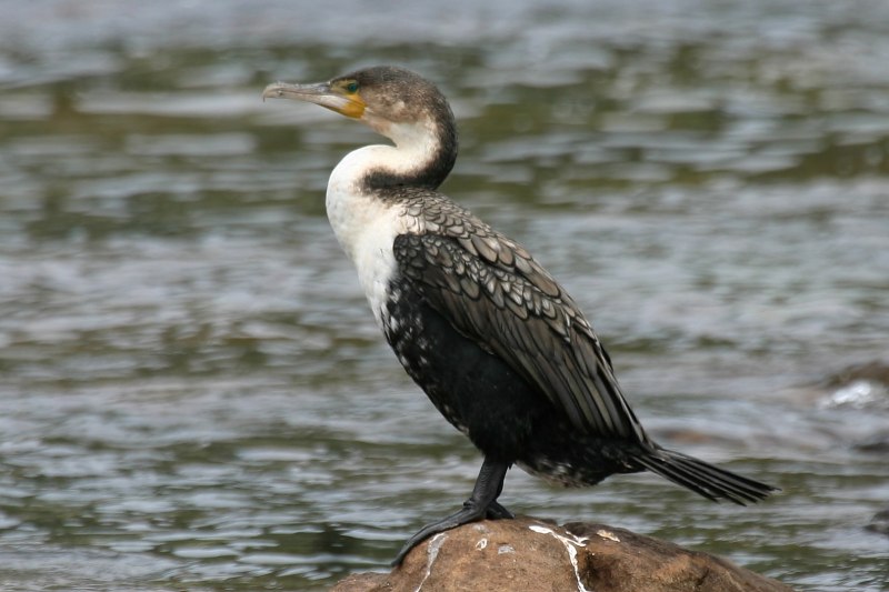 Blue eyed Cormorant Diet