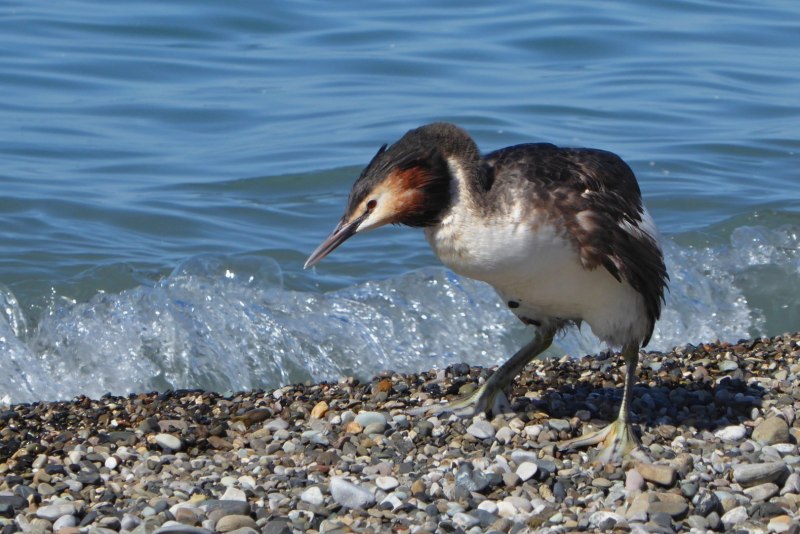 Phalacrocorax sulcirostris