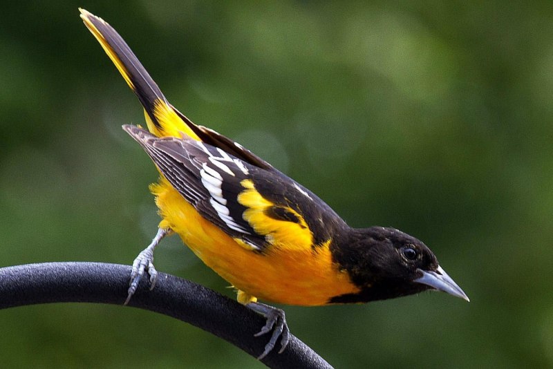Обыкновенная Иволга Oriolus Oriolus