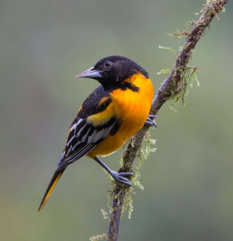 Обыкновенная Иволга Oriolus Oriolus