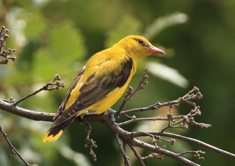 Обыкновенная Иволга Oriolus Oriolus