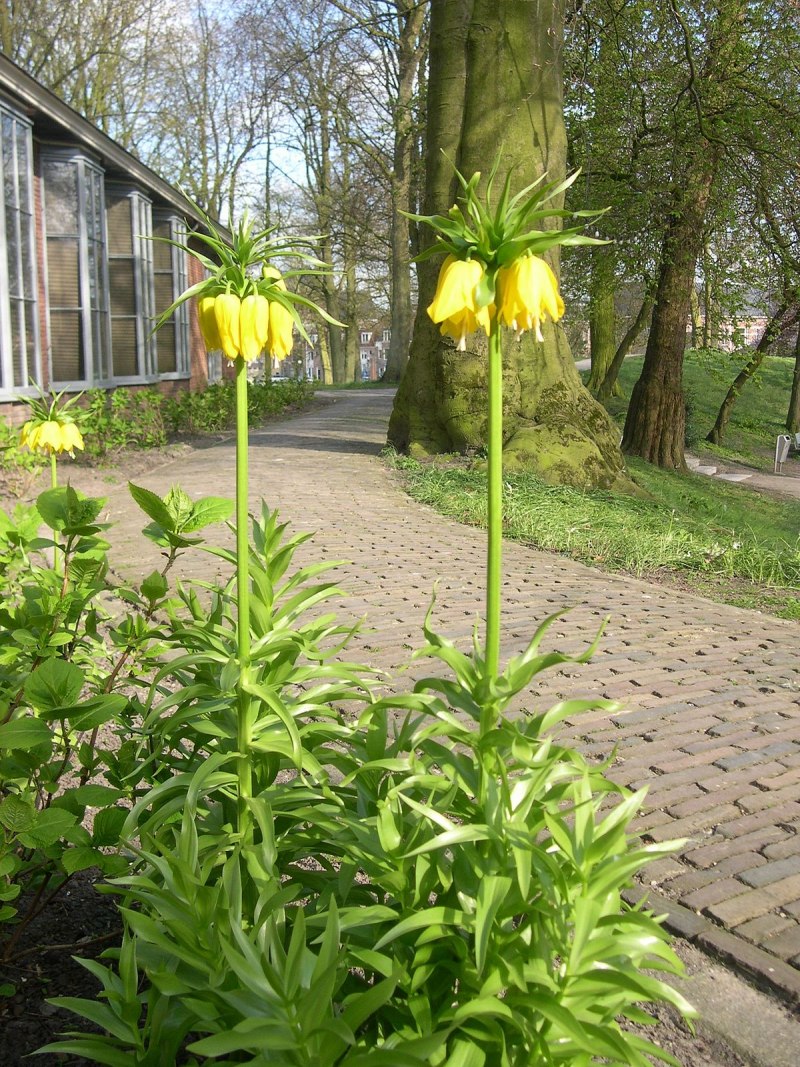 Фритиллярия lutea (1шт.)