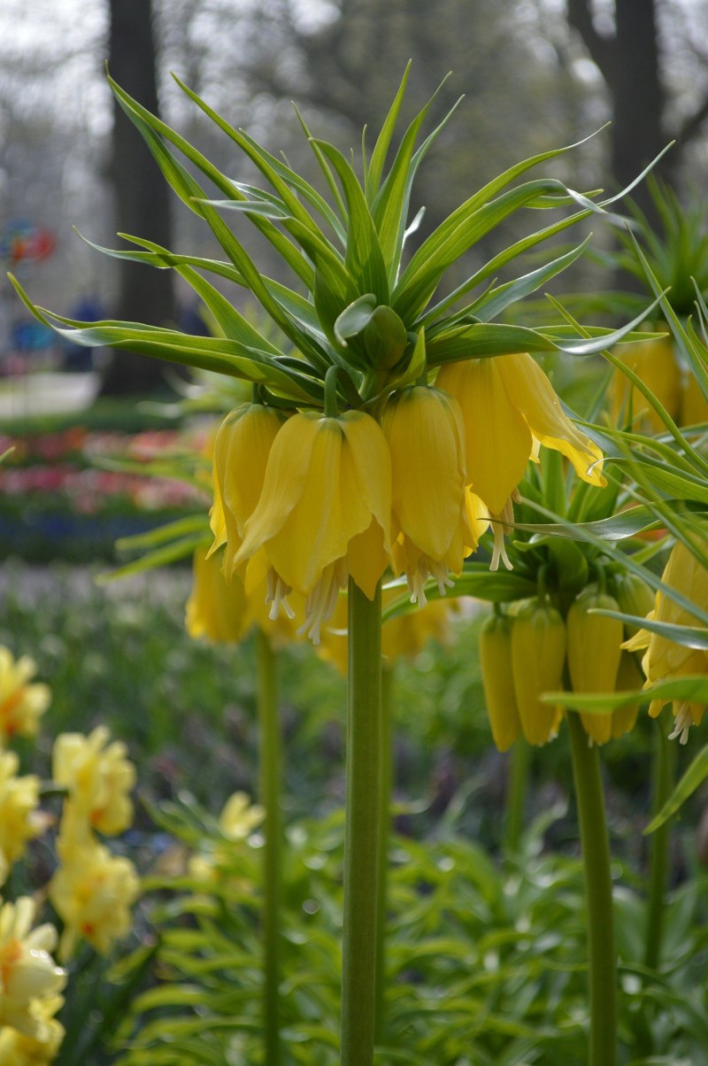 Рябчик Императорский lutea