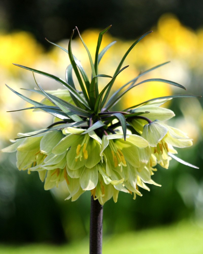 Рябчик (Fritillaria) species bucharica giant