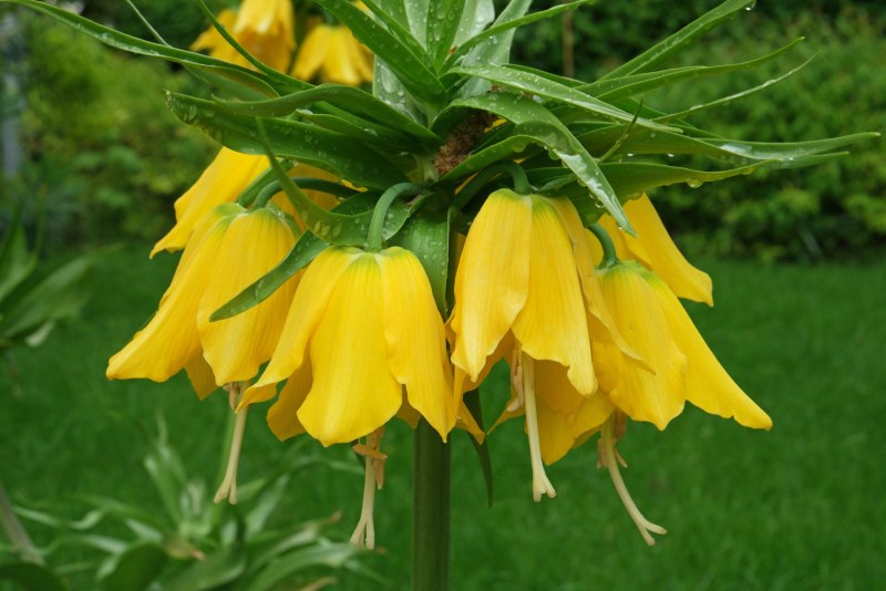 Фритиллярия maxima lutea Imperialis