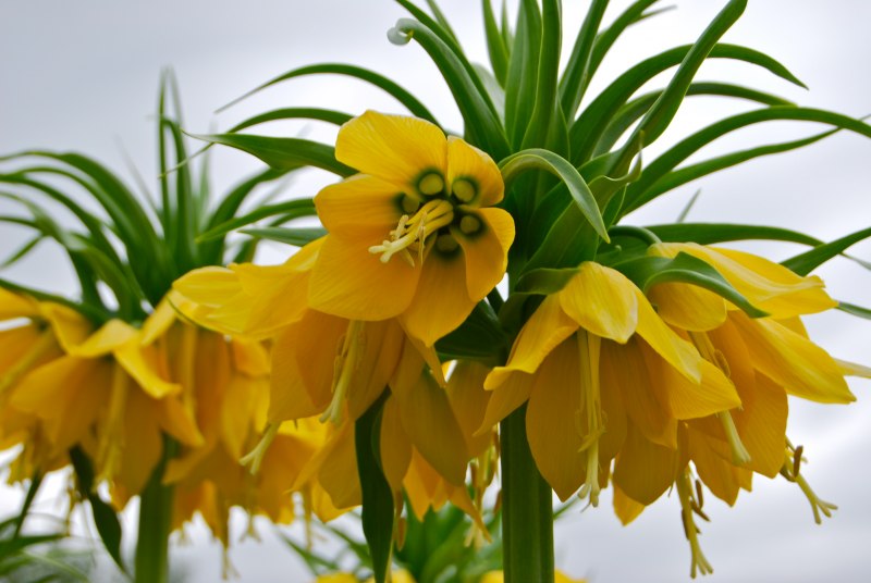 Global фритиллярия lutea maxima 1