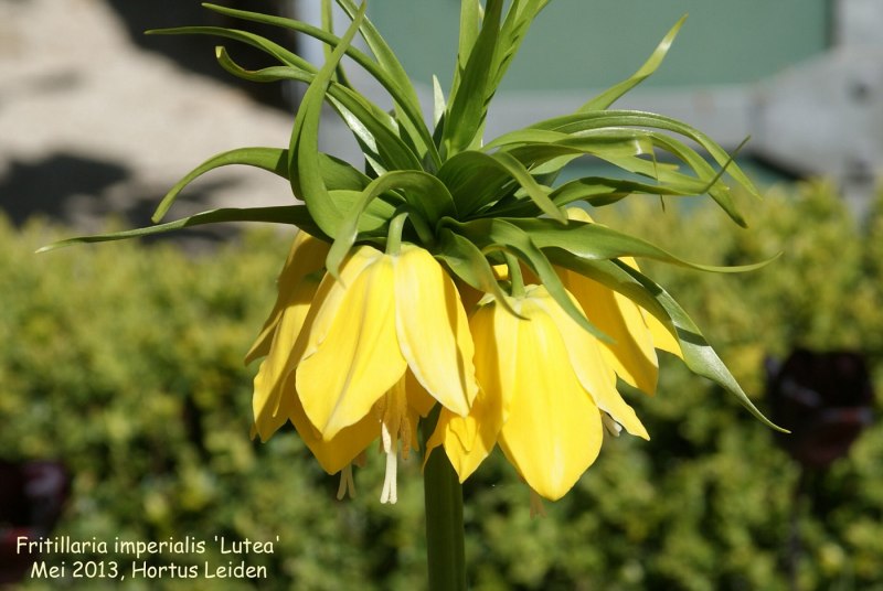 Fritillaria Imperialis