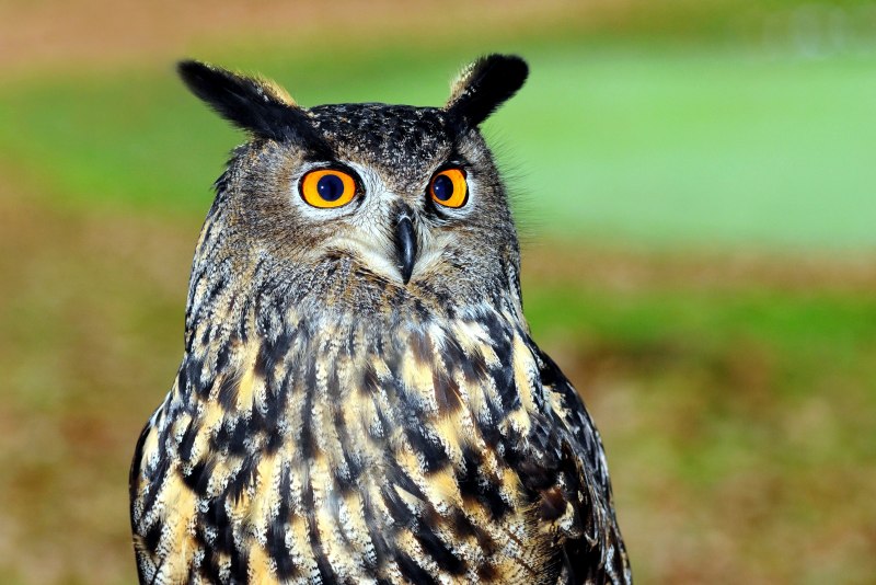 Европейский Филин (Bubo Bubo)