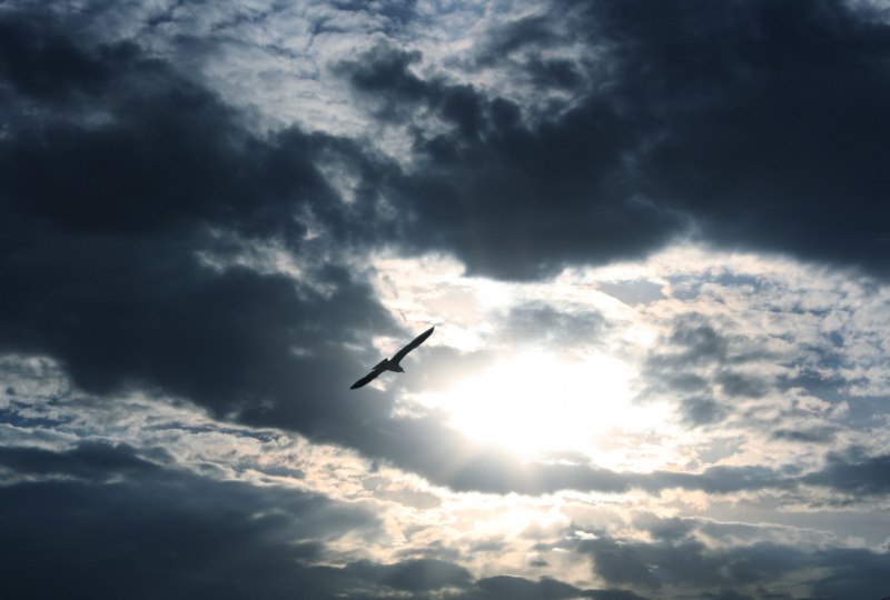 Birds Fly High фото