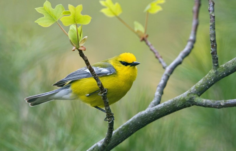 Птица желтая Tanager