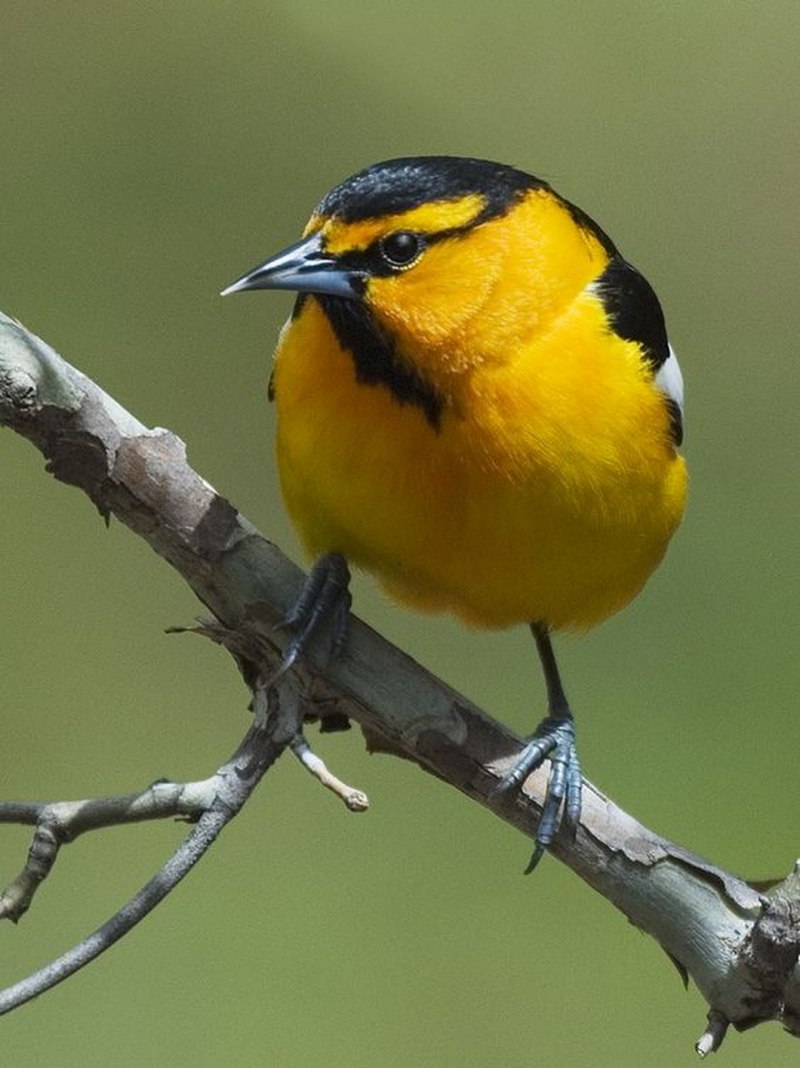 Fringillidae Richmondena